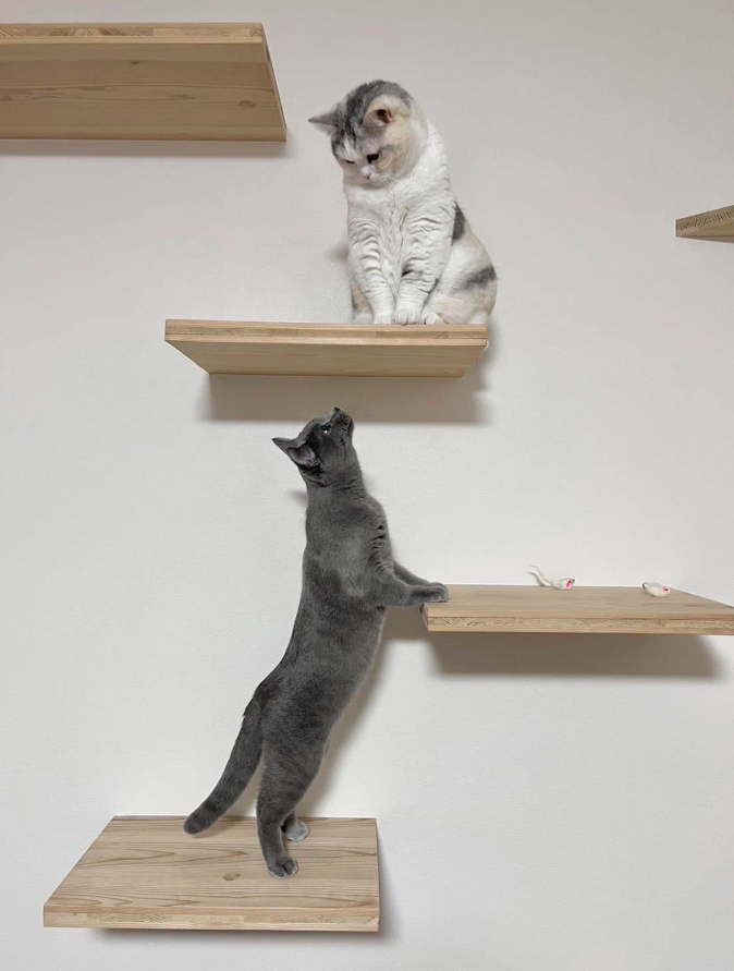 キャットウォーク設置事例